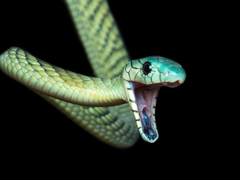 Mamba zelená patrí medzi najviac jedovaté hady na svete. 