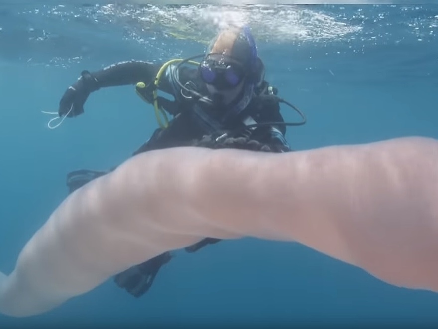 Potápači vo vodách Nového Zélandu narazili na 8-metrového morského červa. 