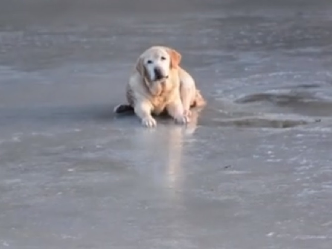 Maďarskí hasiči zachraňovali psíka, ktorý uviazol na zamrznutom jazere