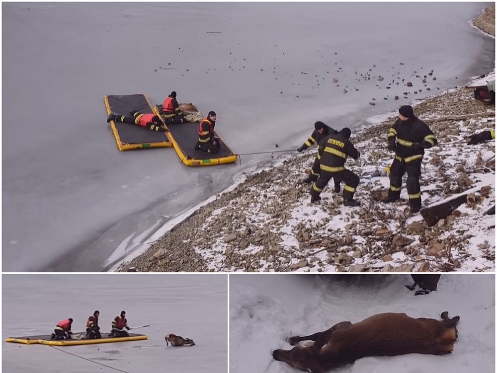 Slovenská poľovnícka komora zverejnila video so záchrany jelenčaťa. 