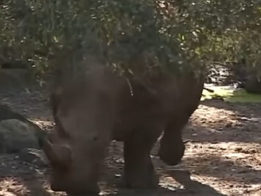 Dievčatko sa našťastie podarilo pred nosorožcami uchrániť.