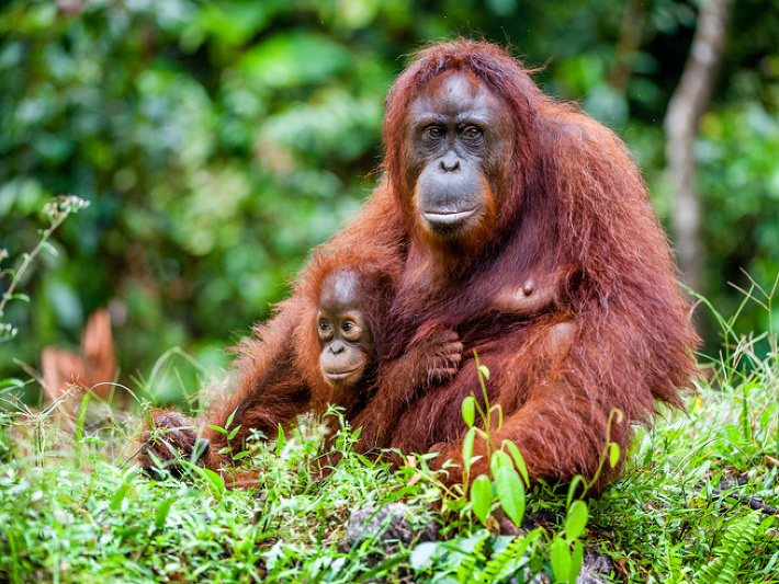 Orangutány môžu výstavbou prísť o svoje obydlie. 