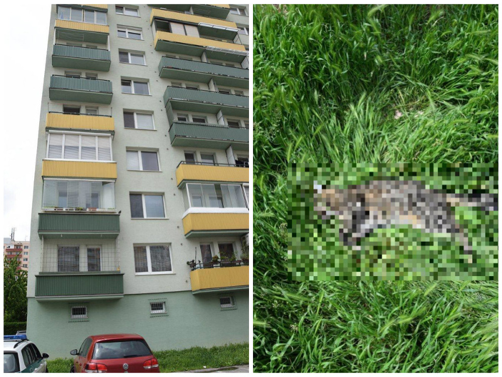 Polícia vyšetruje prípad uhynutej mačky, ktorú niekto vyhodil z bytu z 8. poschodia na sídlisku v Trnave. 
