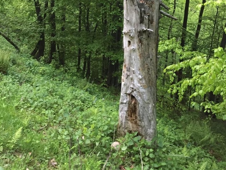V lese v rekreačnej oblasti Drienica – Lysá objavili časť ľudskej lebky.