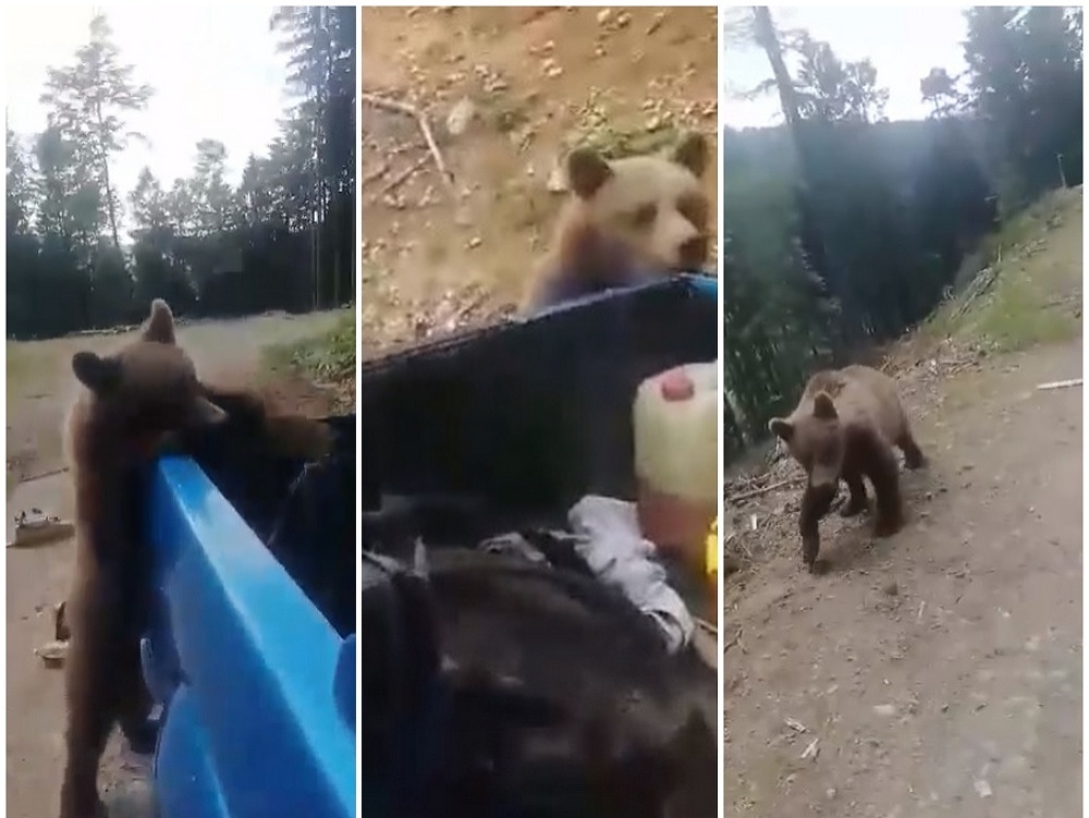 Muži nechali v lese odpad, prekvapil ich medveď