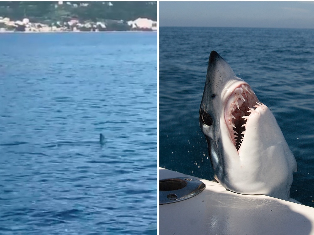 Pri Makarskej nakrútili nebezpečného žraloka