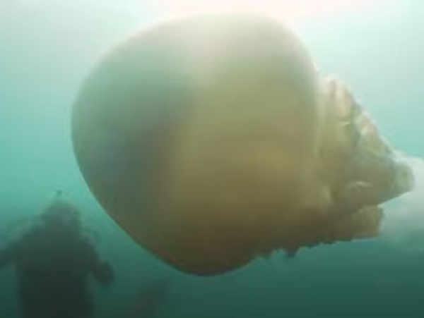 Gigantická medúza