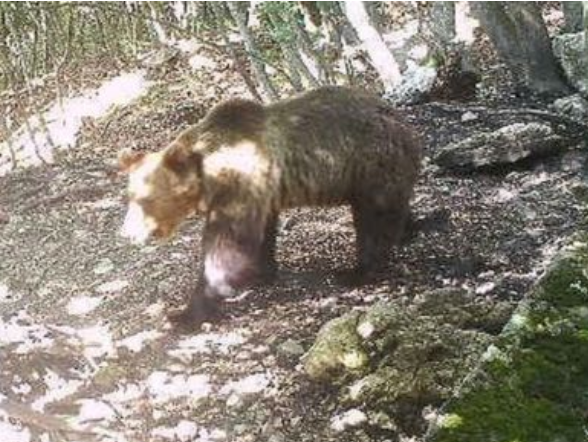 Medveďa na úteku zachytila bezpečnostná kamera.