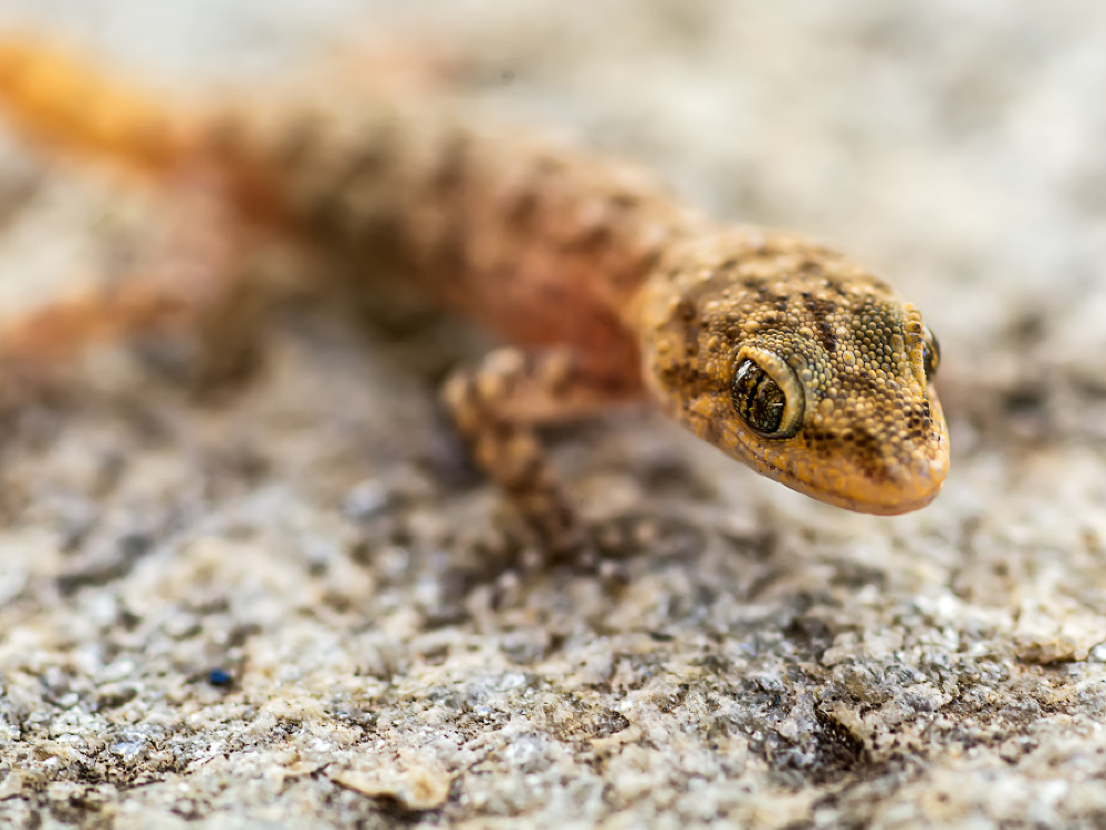 Ilustračný obrázok