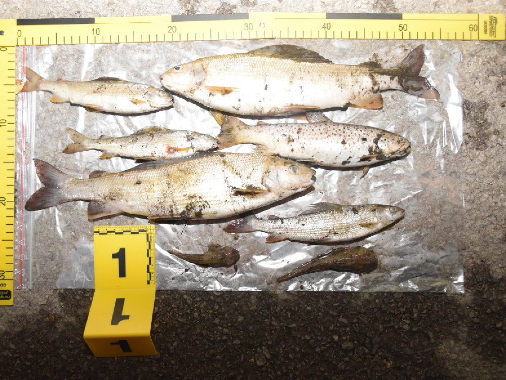 Na Hrone v okrese Brezno zaznamenali masívny úhyn rýb