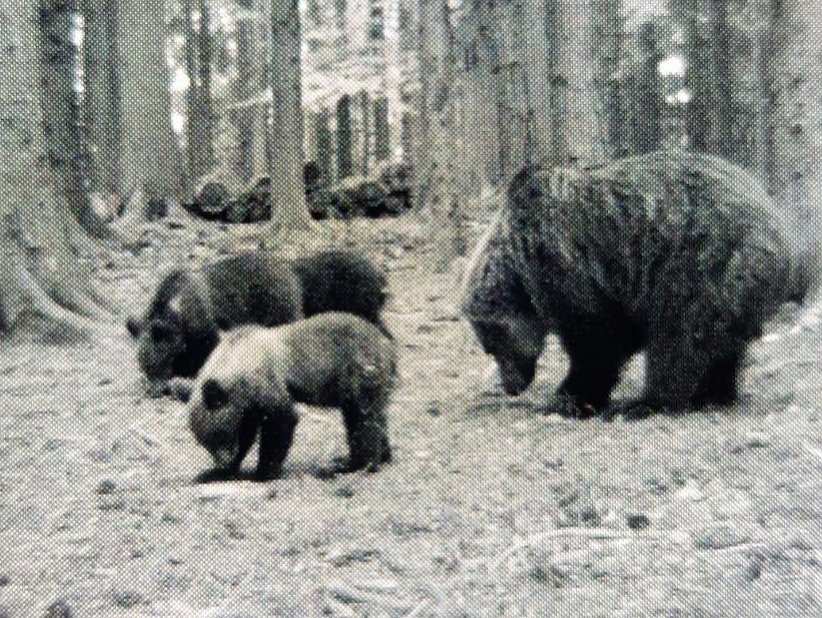 Na Hornom Považí bola zaznamenaná medvedia rodinka. 