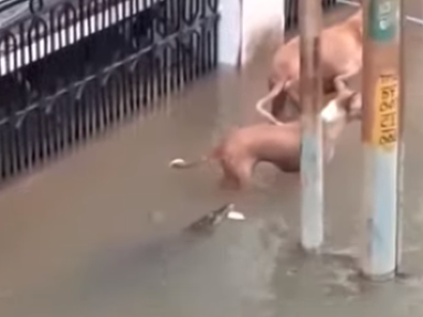 V uliciach zaplaveného mesta útočia krokodíly