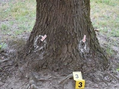 Policajti riešia podozrivé vysychanie stromov v Dunajskej Strede