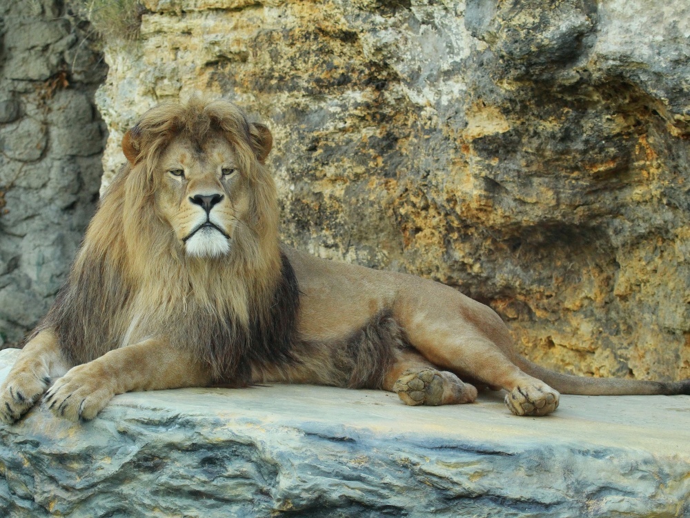 Lev berberský. Národná zoo Bojnice chová 4 jedincov, dvoch samcov a dve samice tohto v prírode už vyhynutého poddruhu leva.
