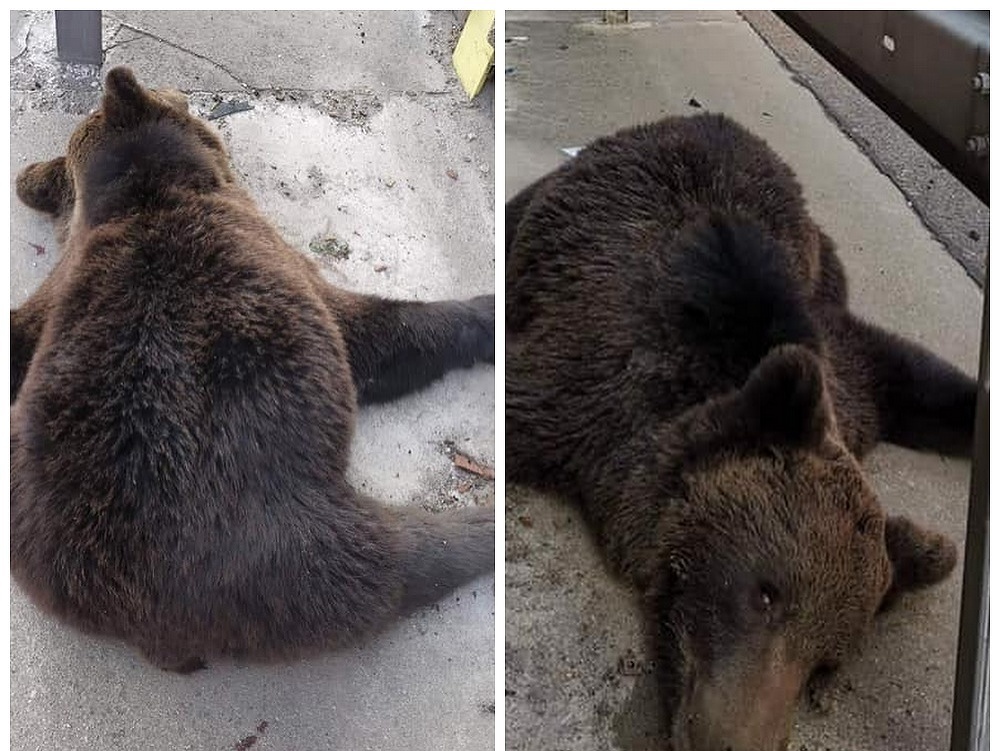 Telo medveďa bolo nájdené na diaľnici medzi Žilinou a Bytčou.