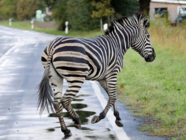 Zebra spôsobila nehodu na diaľnici