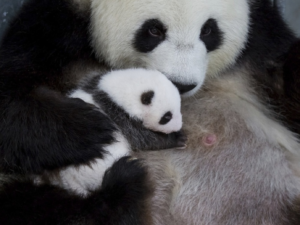 Pandie mláďatá, ktoré sa narodili v auguste v berlínskej zoo, tento týždeň po prvý raz otvorili oči.