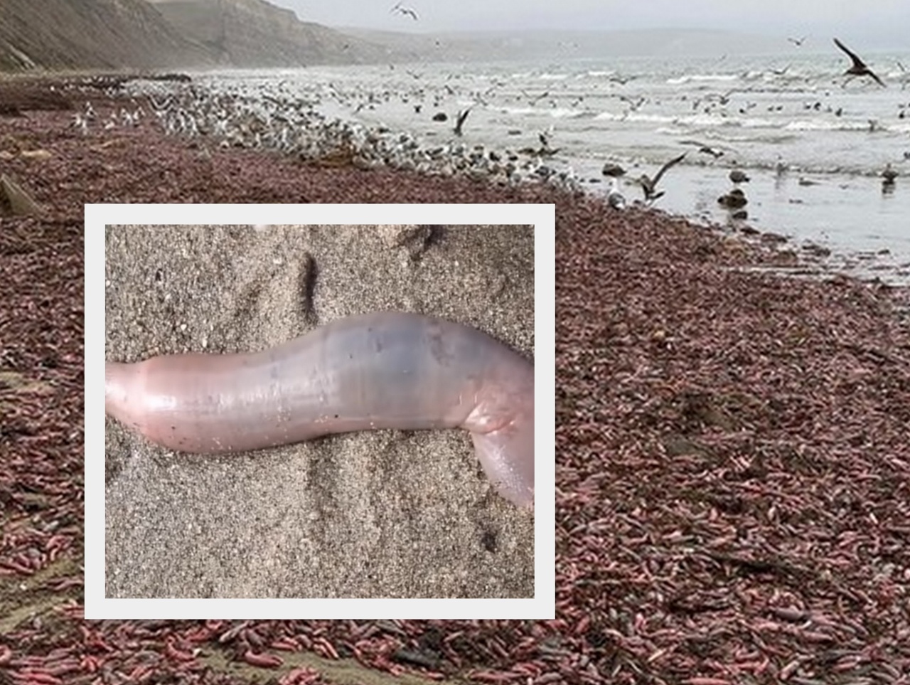 Na breh kalifornskej pláže vyplavilo ryby, ktoré pripomínajú penis. 