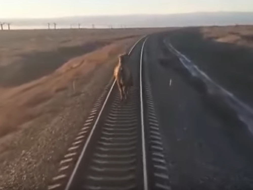Na snímke ťava, ktorá brzdila ruský vlak