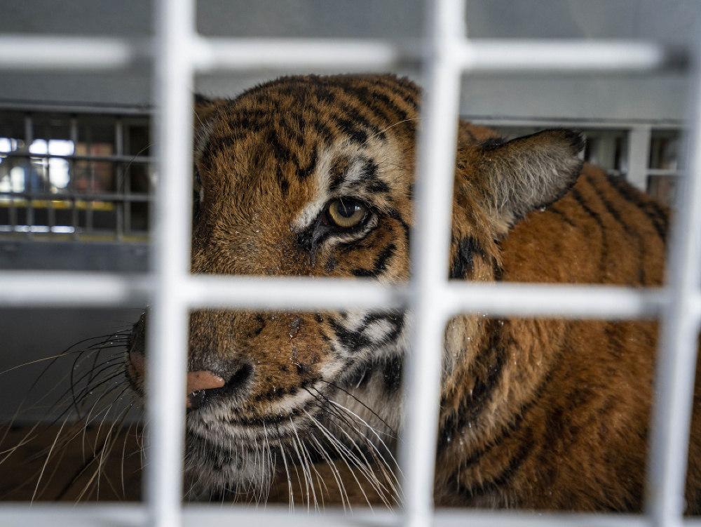 Zúbožených tigrov zachránili z cirkusov hrôzy
