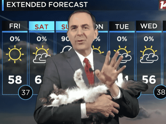 Meteorológ Jeff Lyons vysiela predpoveď počasia zásadne s mačkou v ruke.