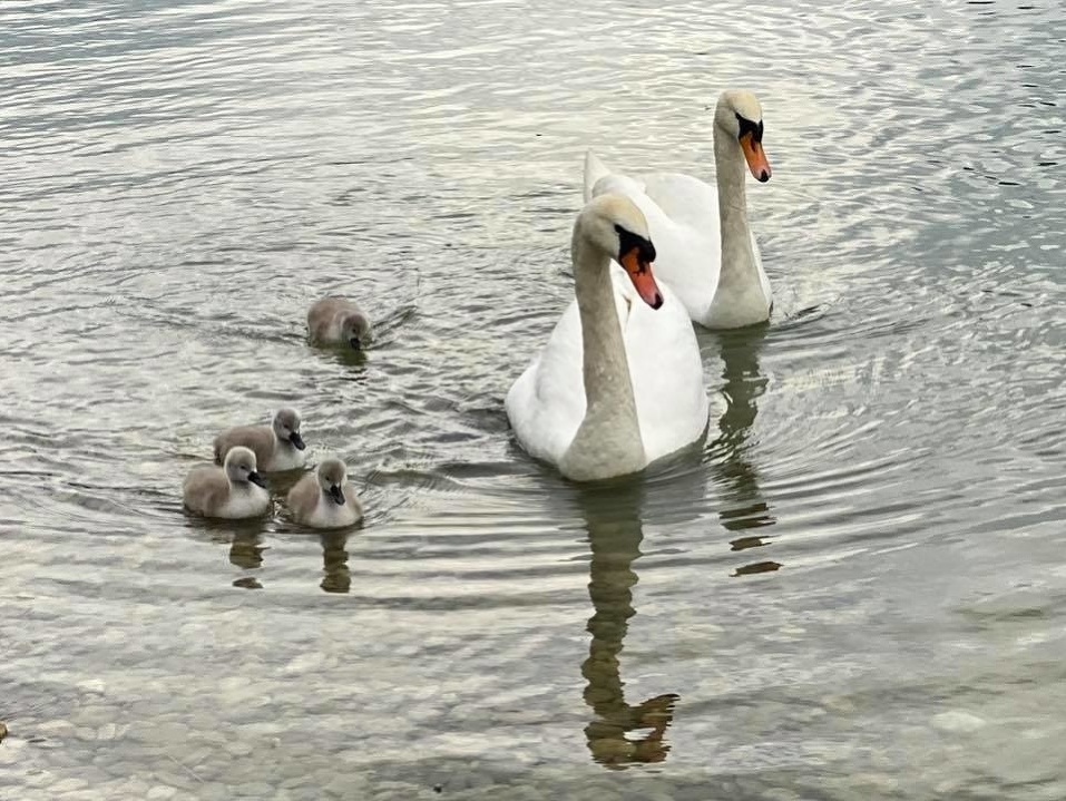 Labutiu dvojicu poslušne sprevádzajú štyri mláďatá.