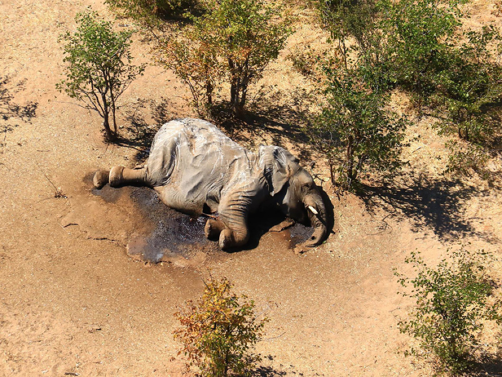 Uhynutý slon leží v delte rieky Okavango na severe Botswany