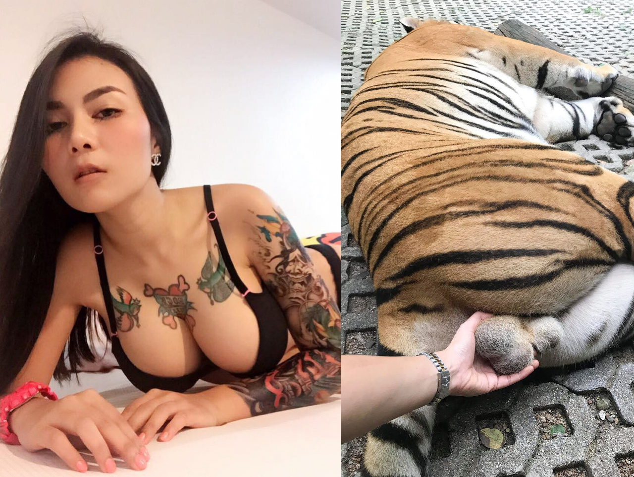 Žena chytila do rúk semenníky tigra.