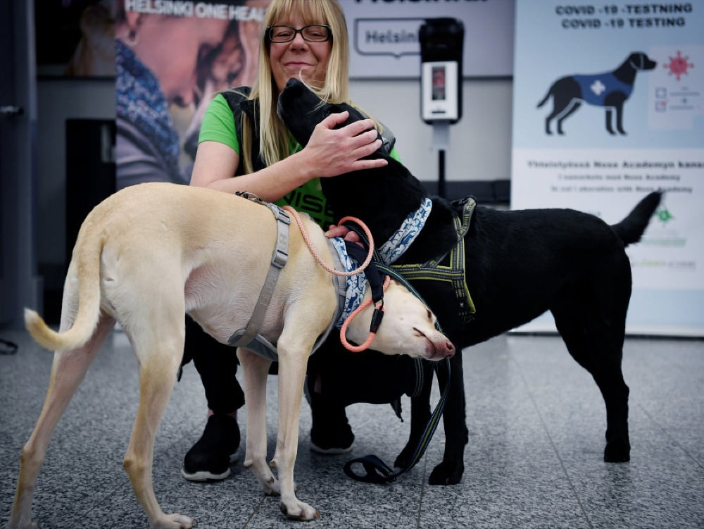 Na letisku v Helsinkách zisťujú prítomnosť koronavírusu vycvičené psy.