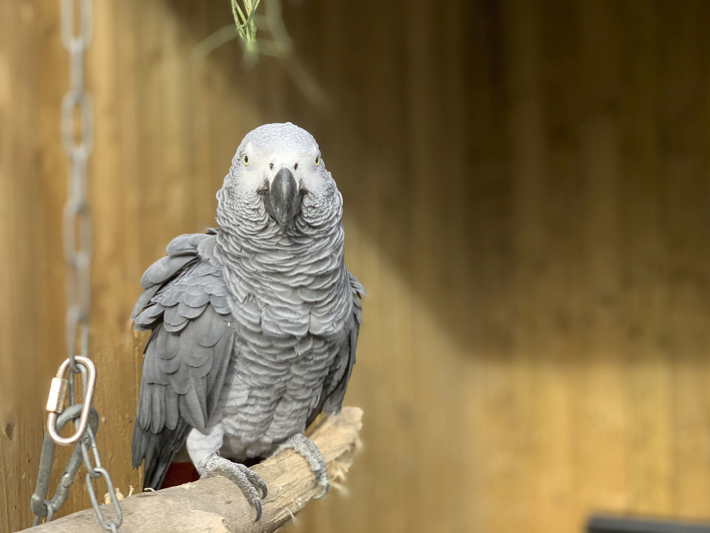 V britskej zoo museli od seba izolovať päť papagájov.