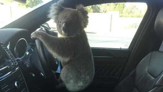 Koala spôsobila hromadnú nehodu.