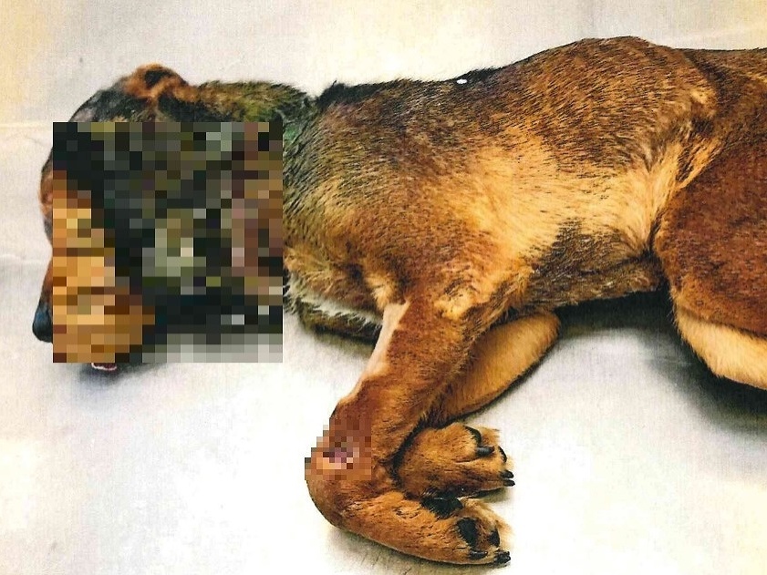 Na smrť utýraný pes v obci Nitra nad Ipľom