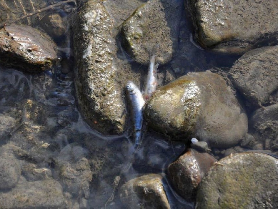 V potoku v Štiavniku uhynulo množstvo rýb