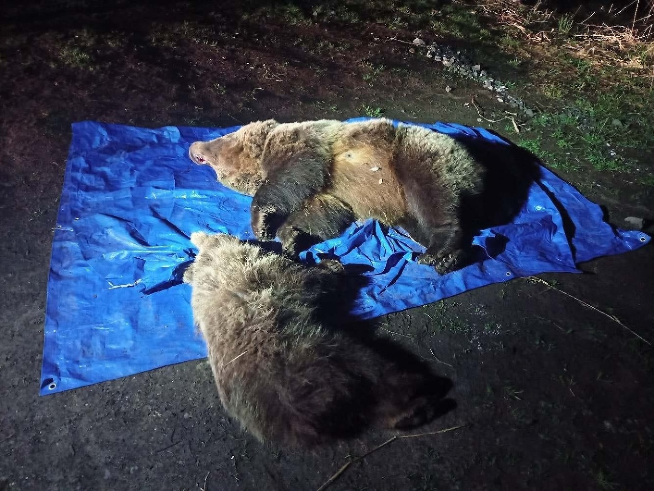 Štátne lesy TANAPu oznámili, že ŠOP SR zastrelila medvedicu s mláďaťom