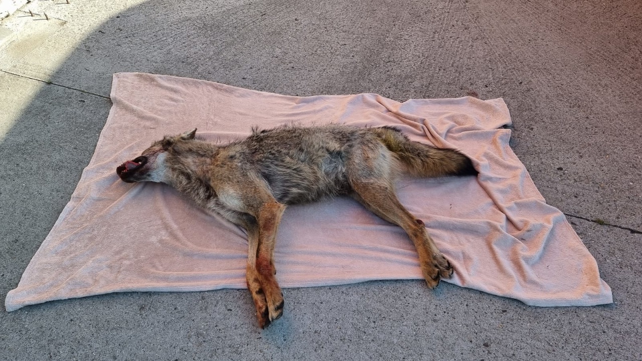 Vodič v Bratislave zrazil zviera, ktoré sa podobá na vlka