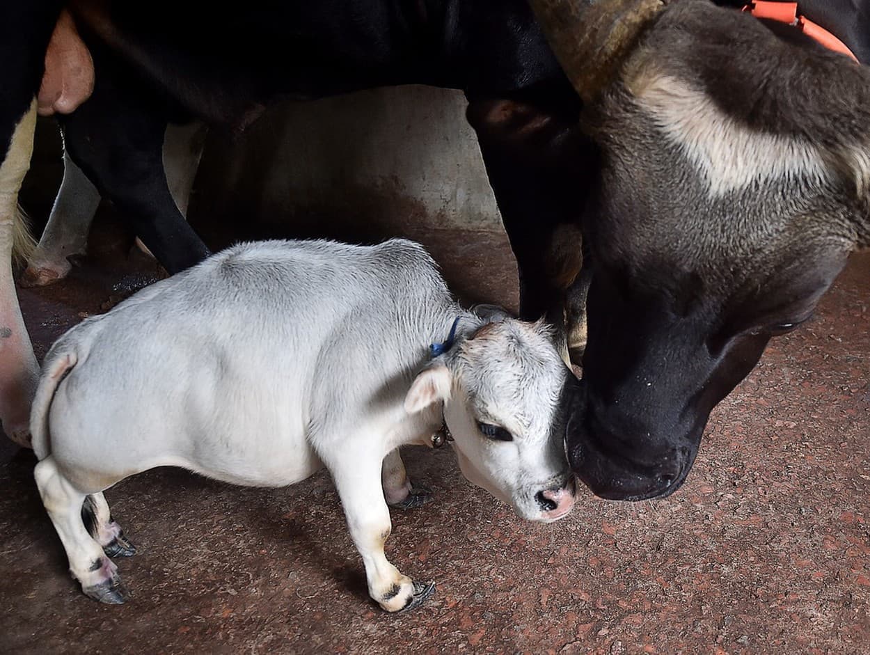 Rani je najmenšia krava na svete.