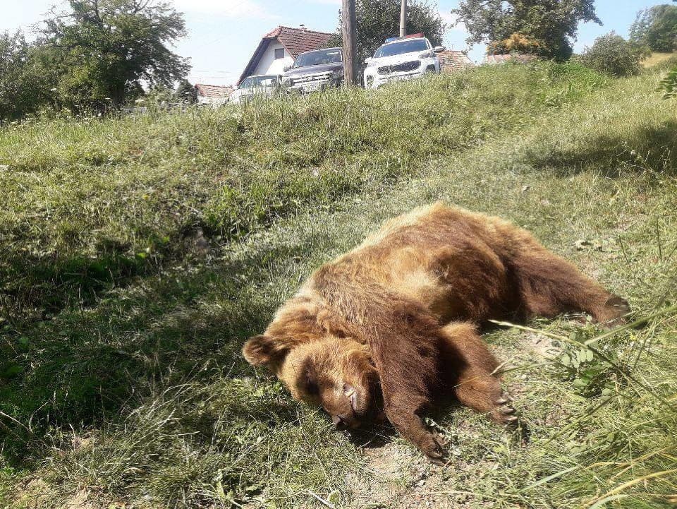 V obci Dúbravy, časť Iviny, bola nájdená neďaleko kontajnera v intraviláne obce uhynutá medvedica