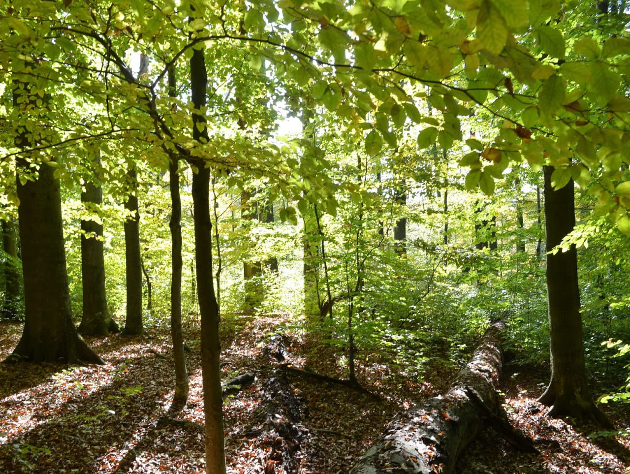 Národná prírodná rezervácia Havešová, súčasť Karpatských bukových pralesov