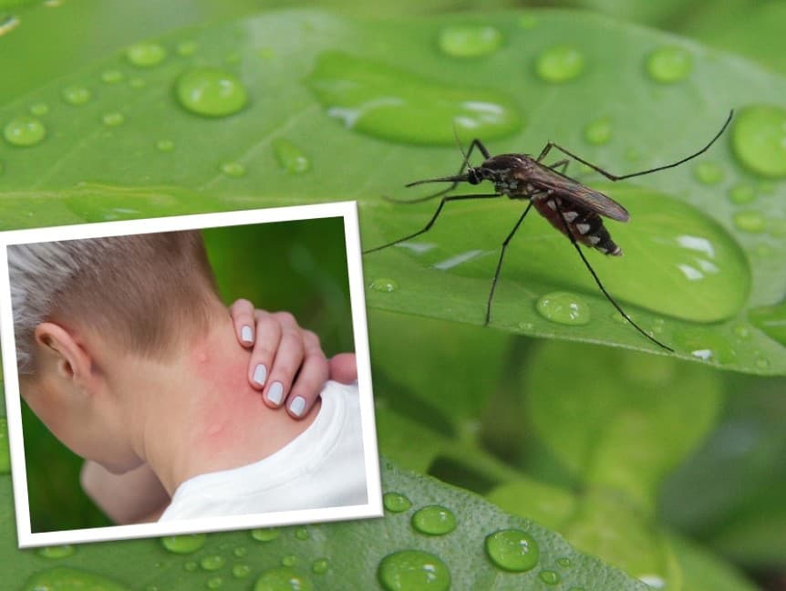 Lovci komárov vraj zničili viac ako miliardu lariev komárov.