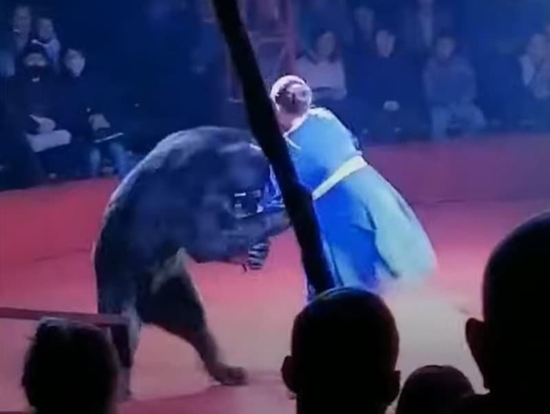 Medveď napadol asistentku