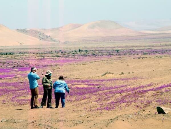 Kvitnúca púšť Atacama