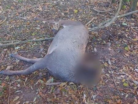 Polícia našla ďalších jeleňov s odrezanými hlavami
