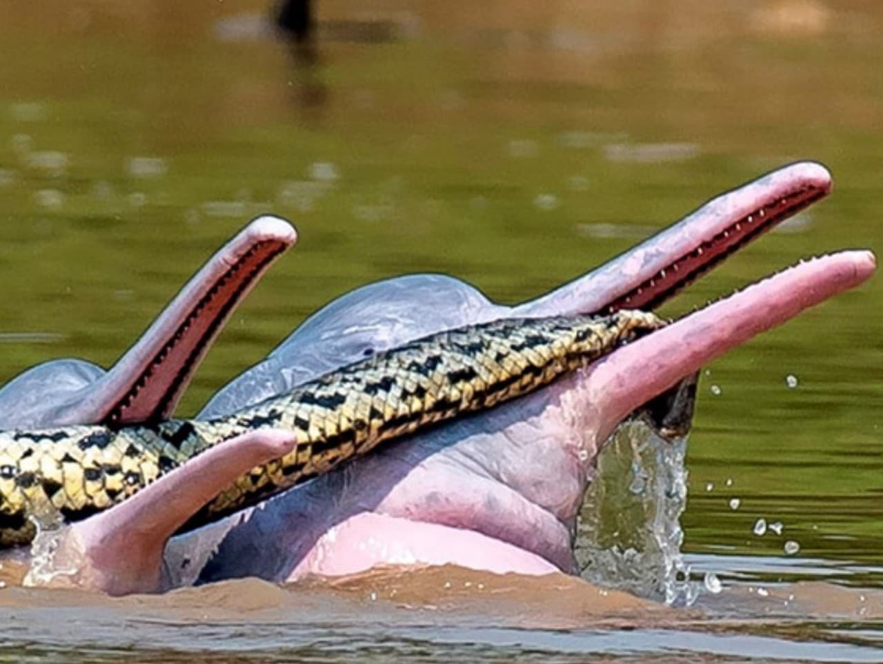 Amazonské delfíny sa hrajú s anakondou Beni.