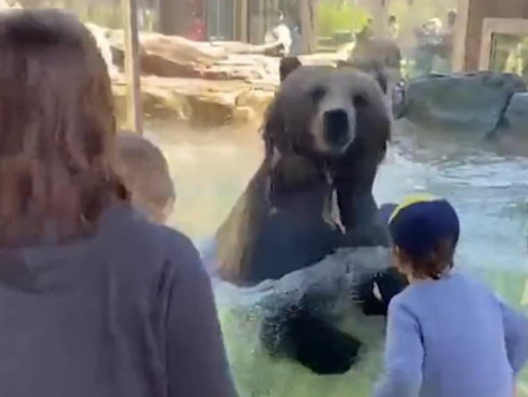 Tancujúci medveď ohromil návštevníkov zoo