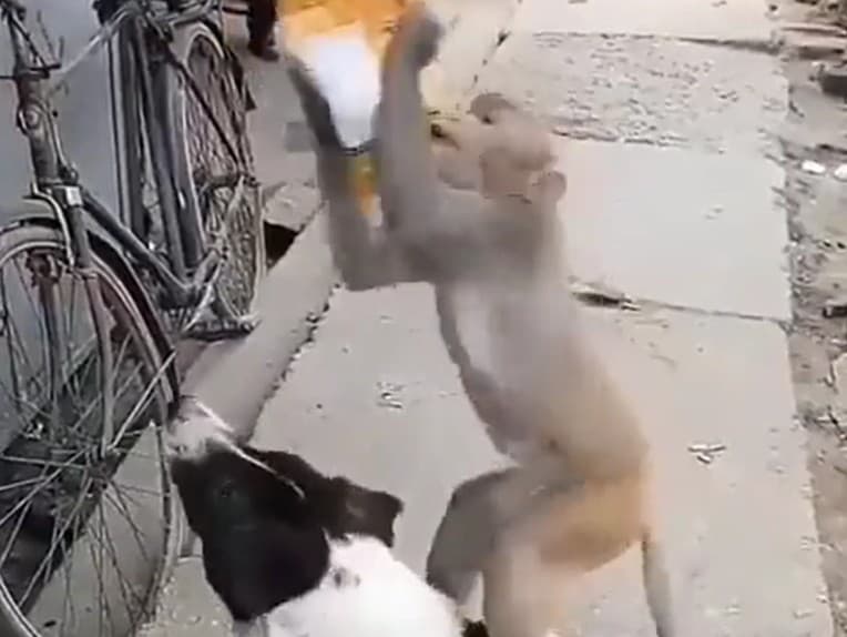 Pes a opica sa snažia o spoluprácu. 