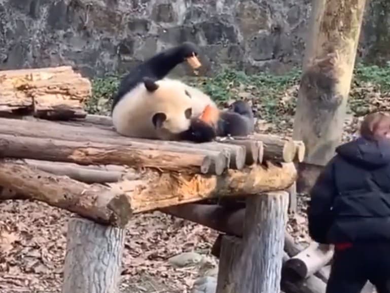 Panda dostáva od opatrovateľky v zoo mrkvu a sušienku