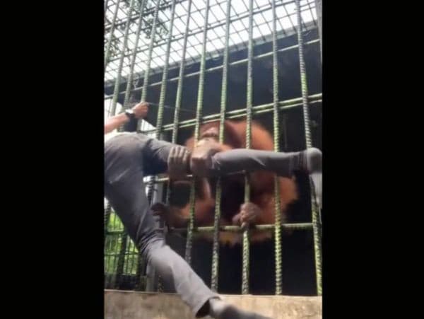 Mladík bojuje proti zovretiu orangutana