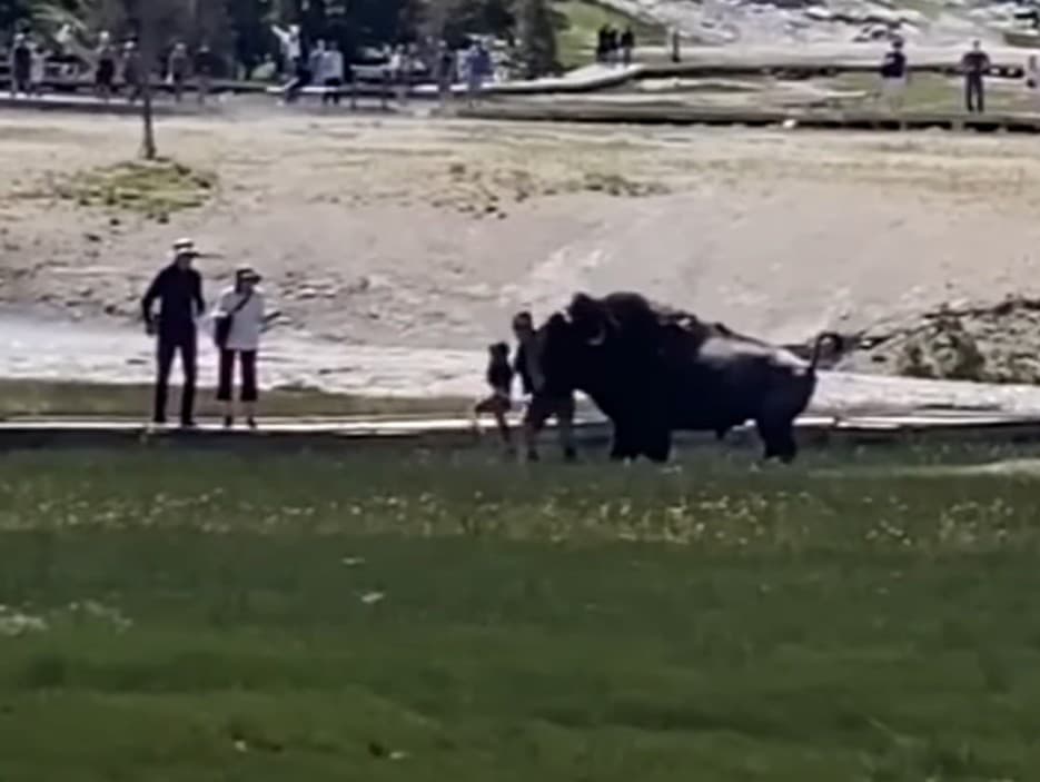 Bizón zaútočil na dievča v Yellowstonskom národnom parku