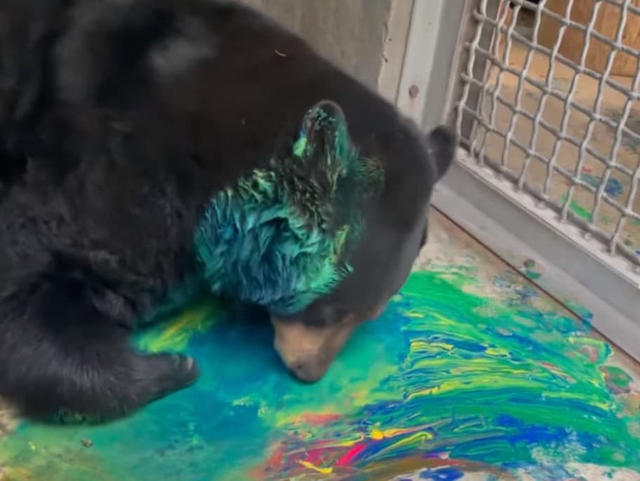 Medvedica Fern maľuje svojou hlavou vo výbehu v zoo