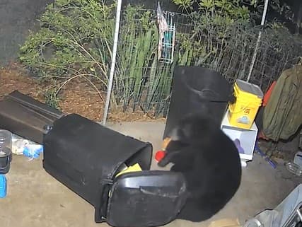 Medveď ide na istotu a uloví si pizzu z odpadkového koša
